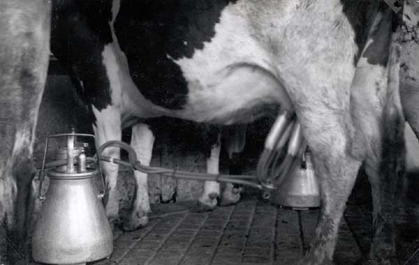 A more modern method of milking