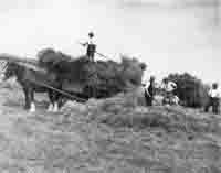 Building a rick on Mr Lenthall·s farm in 1935.
