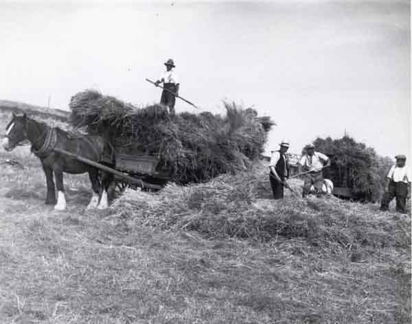 Building a rick on Mr Lenthall's Farm in 1935 