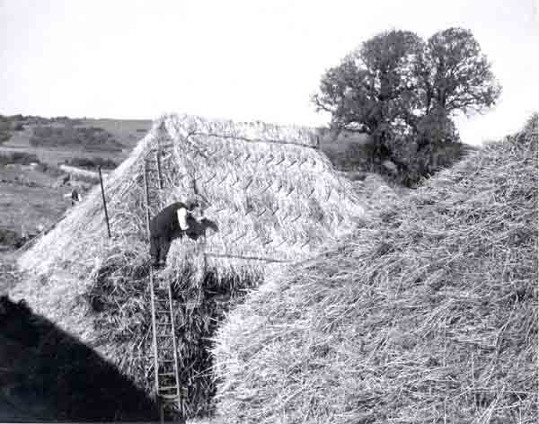 W Legg of Shipton thatching a rick on Bredy Farm c1935 