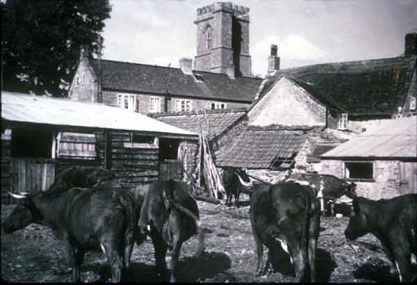 Cows in the yard at Shadrach Dairy Farm in Mill Street 