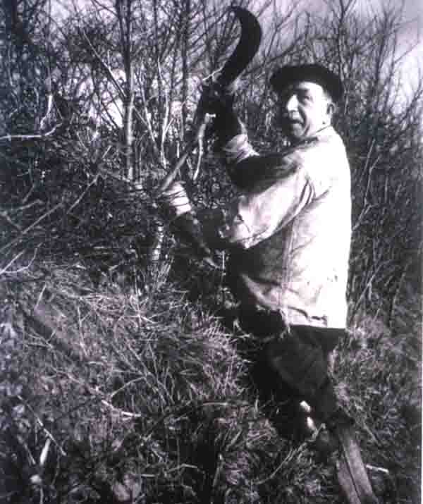 Fred Legg hedging on Mr Lenthall's farm 