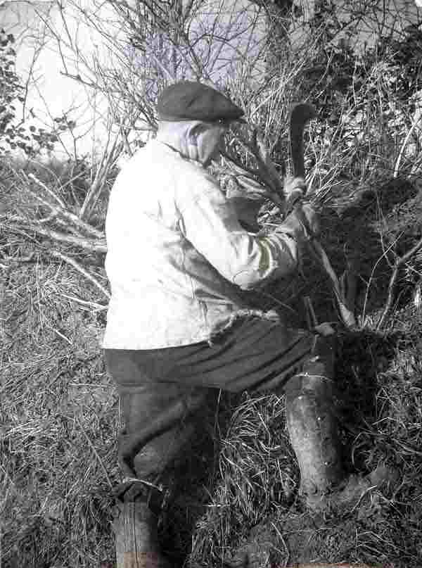 Fred Legg working on another hedge 