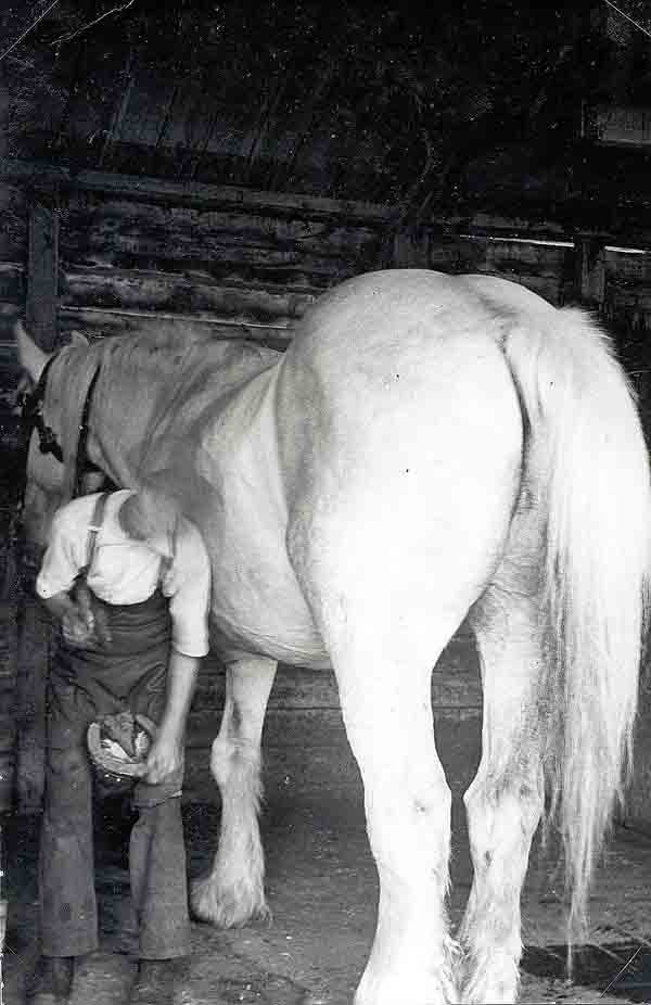 Benny Burton shoeing Mr Hawkins' horse