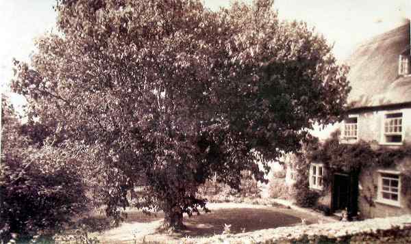 Grove House & Mulberry tree
