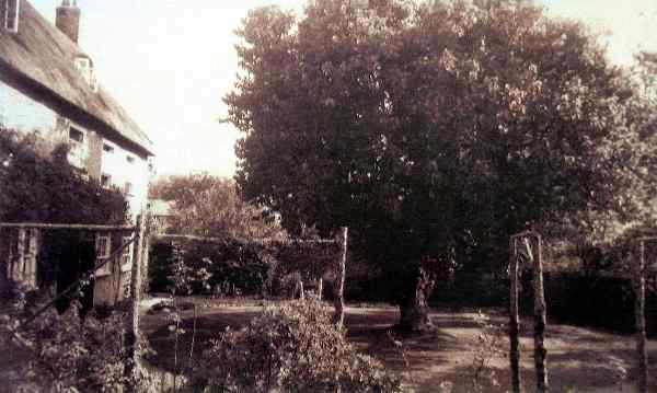 Early picture of Grove House & Mulberry tree