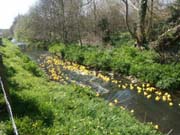 070914_Duck_racing_at_Burton_Bradstock_Pete_Toms