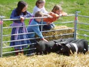 070916_Arrival_of_th_piglets_for