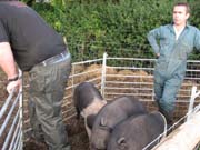 070916_The_Day_the_Boys_went_to_Market_Tilly_Dixon
