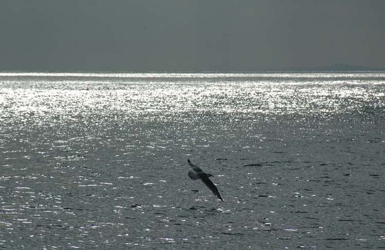 080520-Shimmer-Bruce_Cleghorn