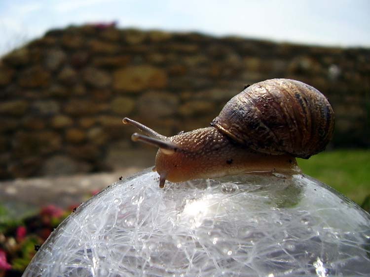 080711-Snail_in_Burton_Garden1-Jane_Croft