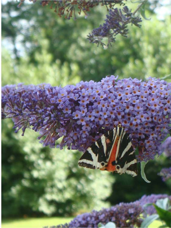 080829-Jersey_Tiger_(Day_Moth)_at_Norburton_I-Margaret_Jones