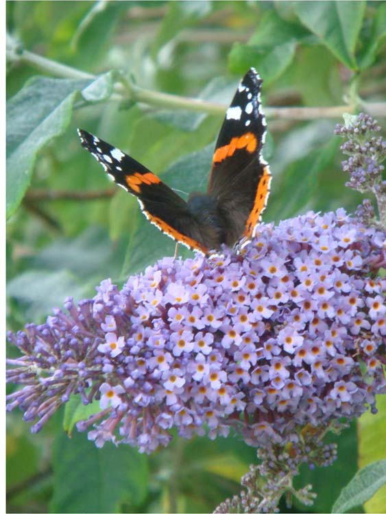 080829-Red_Admiral-Margaret_Jones