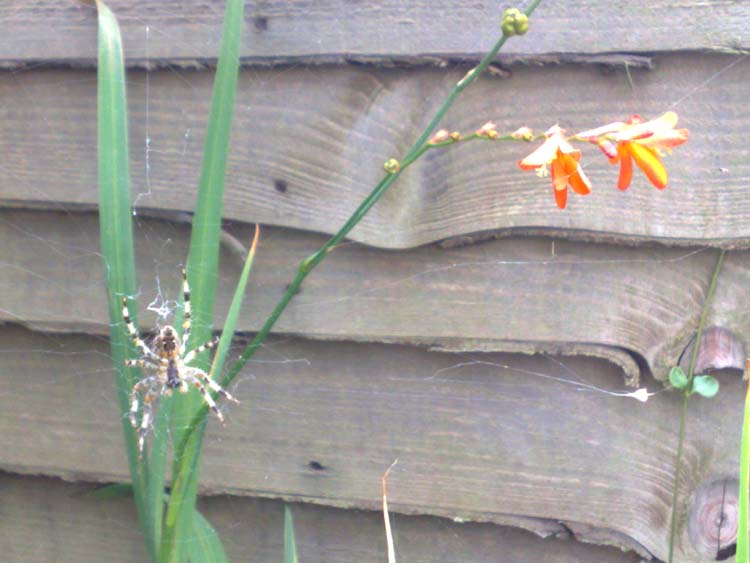 080831-Spider_Lily-Laura_Hickey