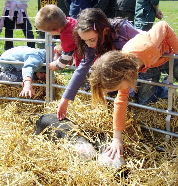 080901-Burton_Bradstock_Pig_Project-Humphrey_Walwyn