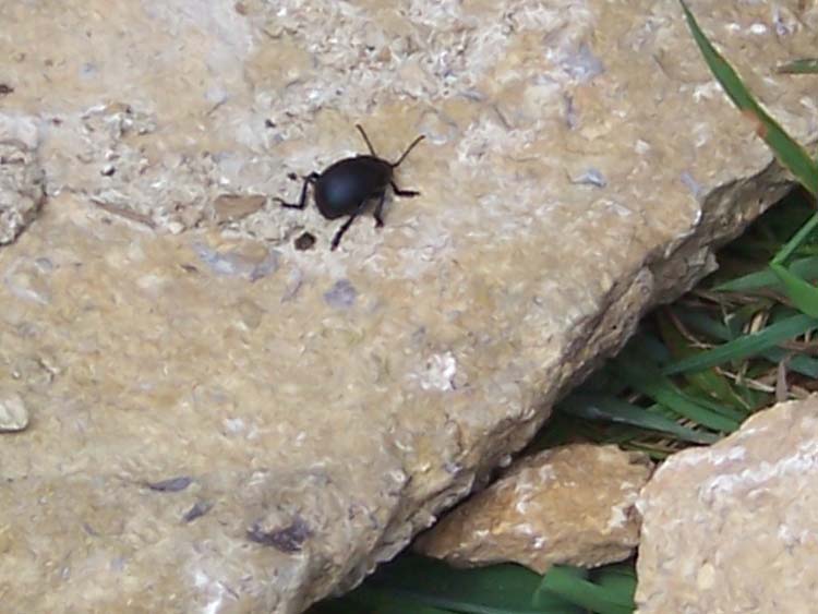 080910-Beetle_Juice-John_Suter
