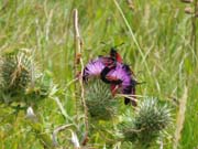 080802_Six_spot_burnet_moths_meeting_on_the_clifftop_milk_thistle-Dani_Farrell