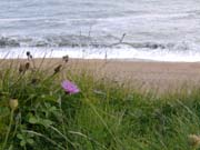 080831-Flower_on_Cliff-Laura_Hickey