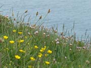 080905-On_the_Clifftop-Vivien_White
