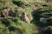 080913-Easter_Bunny-Simon_Kirby