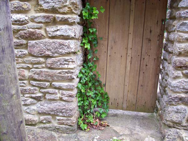 Ivy Around Door