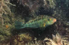 Corkwing Wrasse