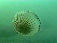 Large Jelly fish