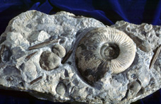 photo of mixed fossils