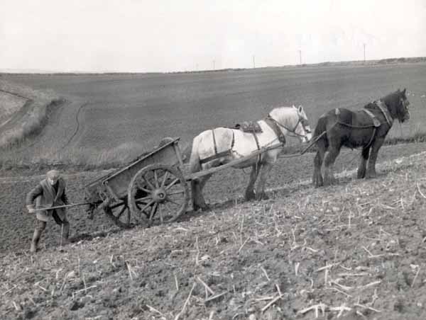 Dave Legg muck spreading the hard way on Lenthall's Farm, Freshwater