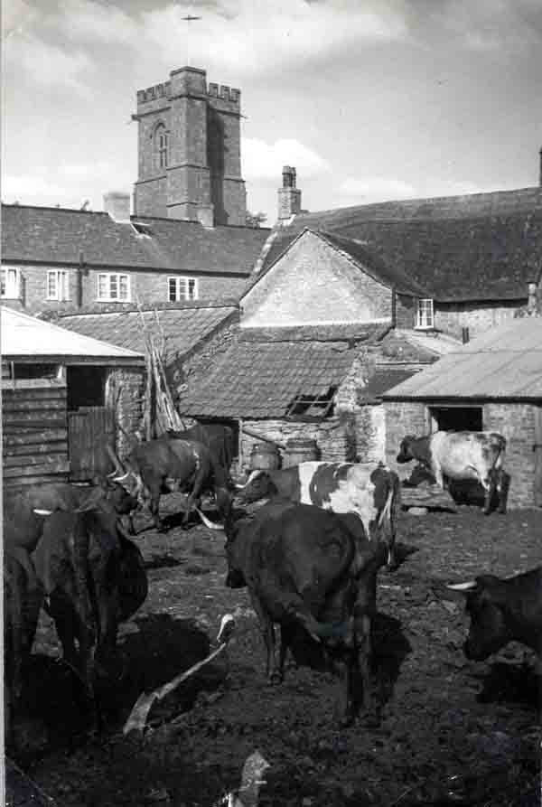 Shadrach Dairy Farm