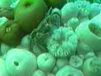 'Crab apple' anemones - close up