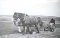 Fred Hyde with horses, Traveller & Colonel, at west side of Cliff Road c1935