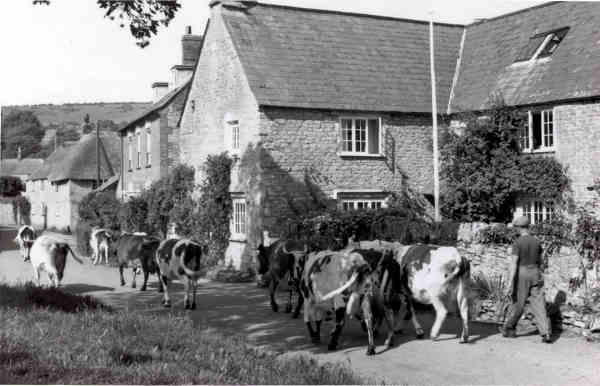 Cows being driven past The White House in the village.