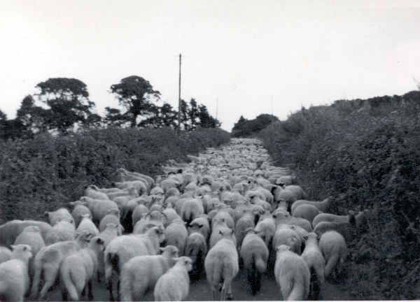 Sheep in Litton Lane