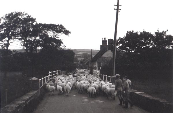 Sheep being driven up the High Street
