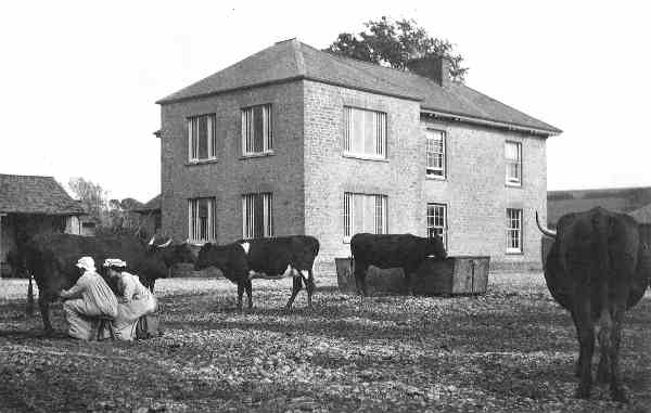 Mary Baileys mother milking at Cogden Farm