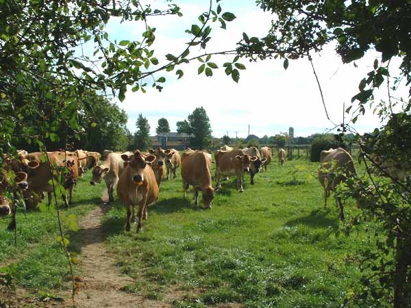 Modbury Farm Pedigree Jersey Herd