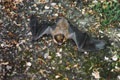 On returning home to Burton Mill one day last summer, I was so thrilled, albeit very concerned, at seeing a bat on the ground outside our garage door near the entrance to the Mill. As you can see, this very brave little creature was definitely prepared to defend itself. I encouraged it towards the wall of the Mill and it was very difficult for the bat to cover the ground. It just had to scrabble its way along.