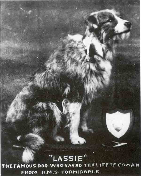Lassie the famous dog that rescued seaman Cowan